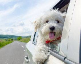 Best Travel-Friendly Dog Breeds
